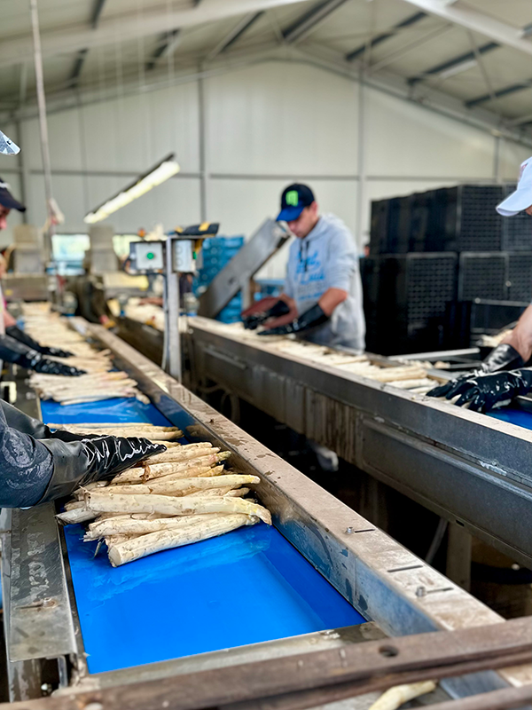 de aspergetour bij Martens