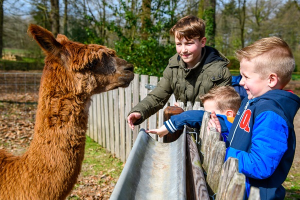 Children feed alpacas at alpaca farm in Roerdalen municipality