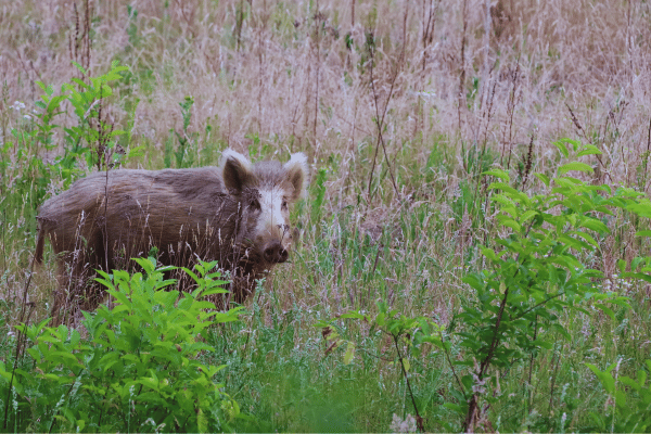 Vom Besucher zum Forscher: Schwein