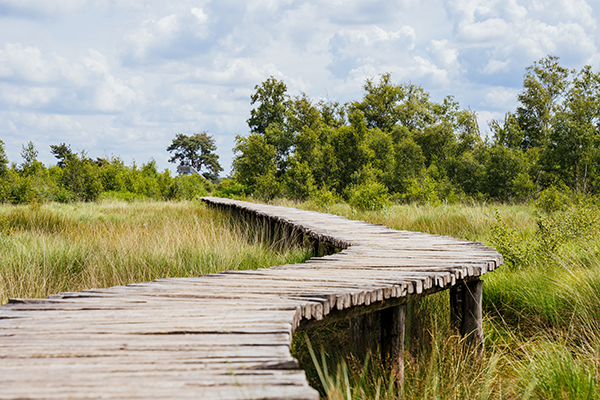 Boardwalk in summer in national park de Groote Peel